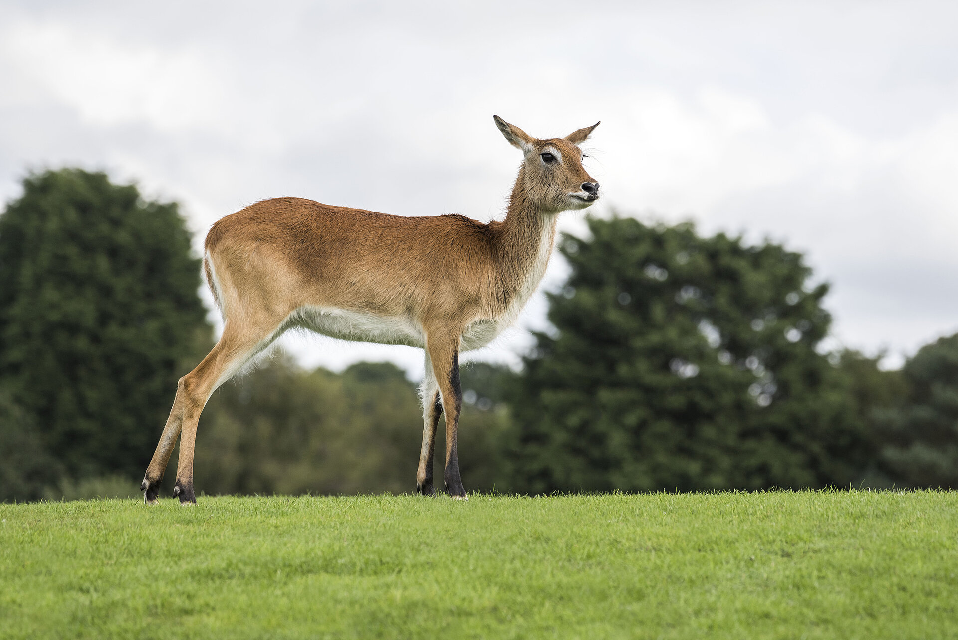 Red Lechwe