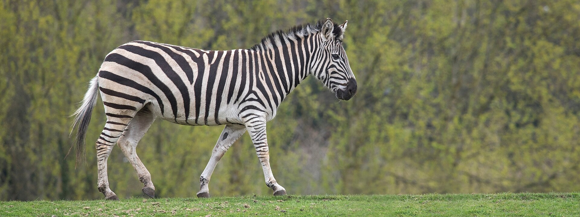 African Lowlands