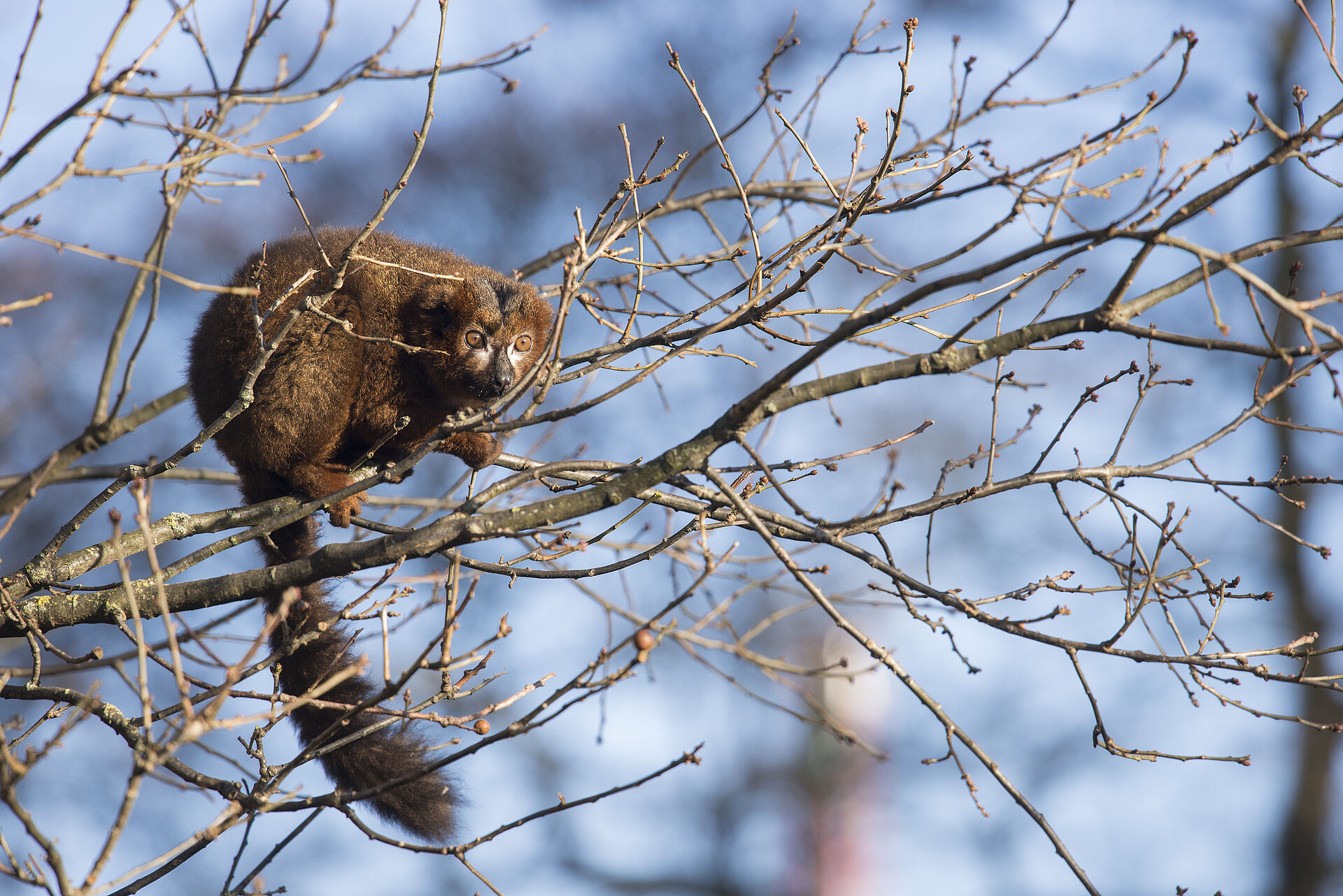 Red-Bellied Lemurs