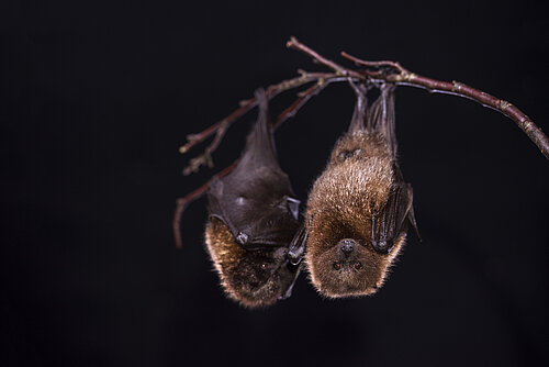 Rodrigues Fruit Bats