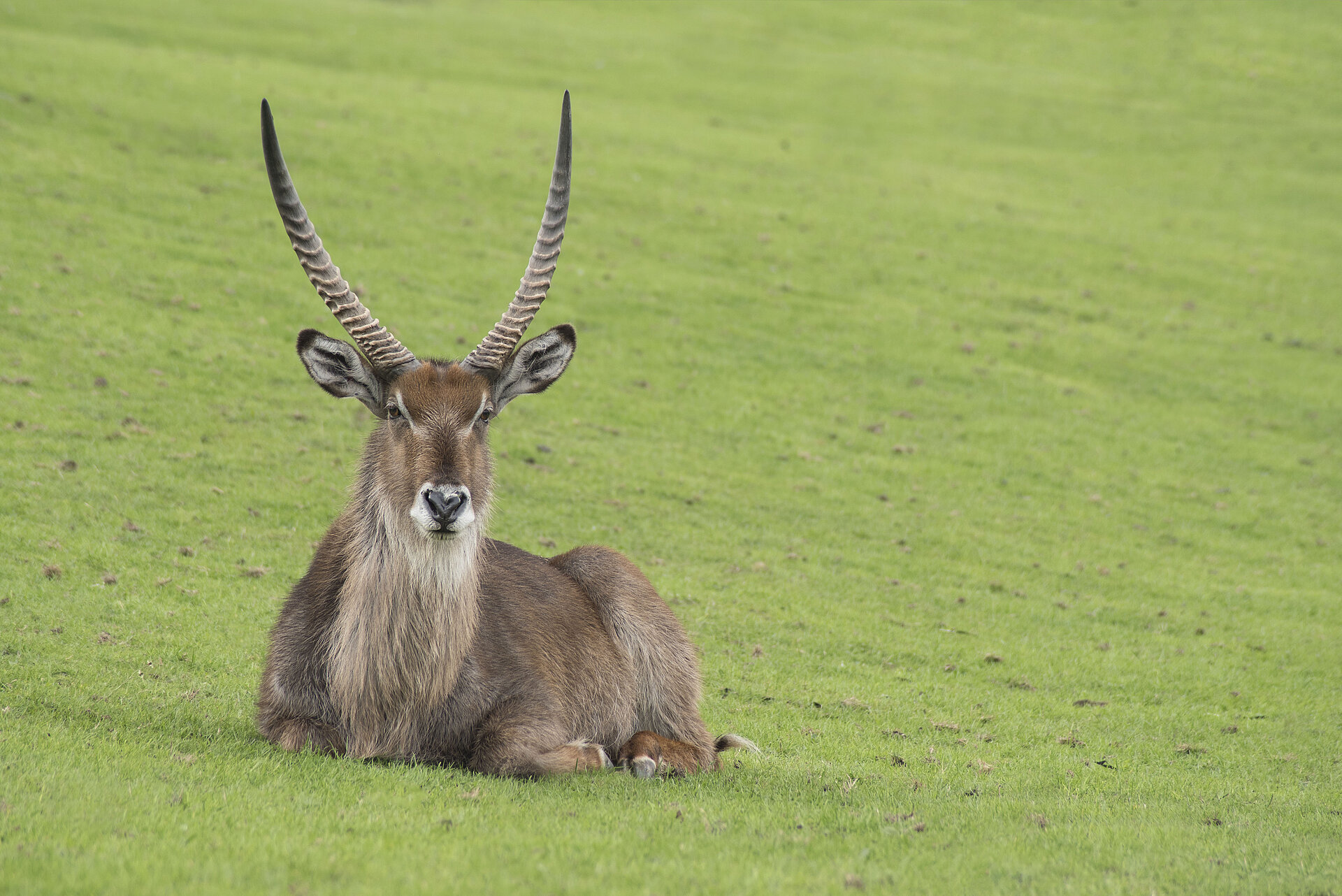 Ellipsen Waterbuck