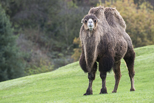 Bactrian Camels