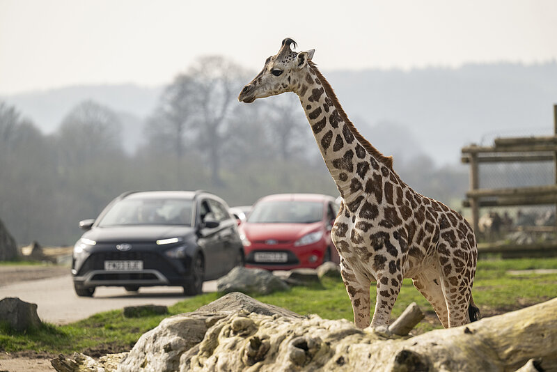 Adult & Pre-Schooler