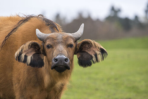 Congo Buffalo