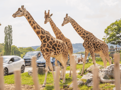 About Our Animals