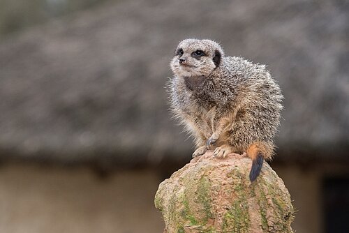 Meerkat Mayhem