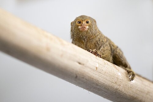 Marmoset Mischief