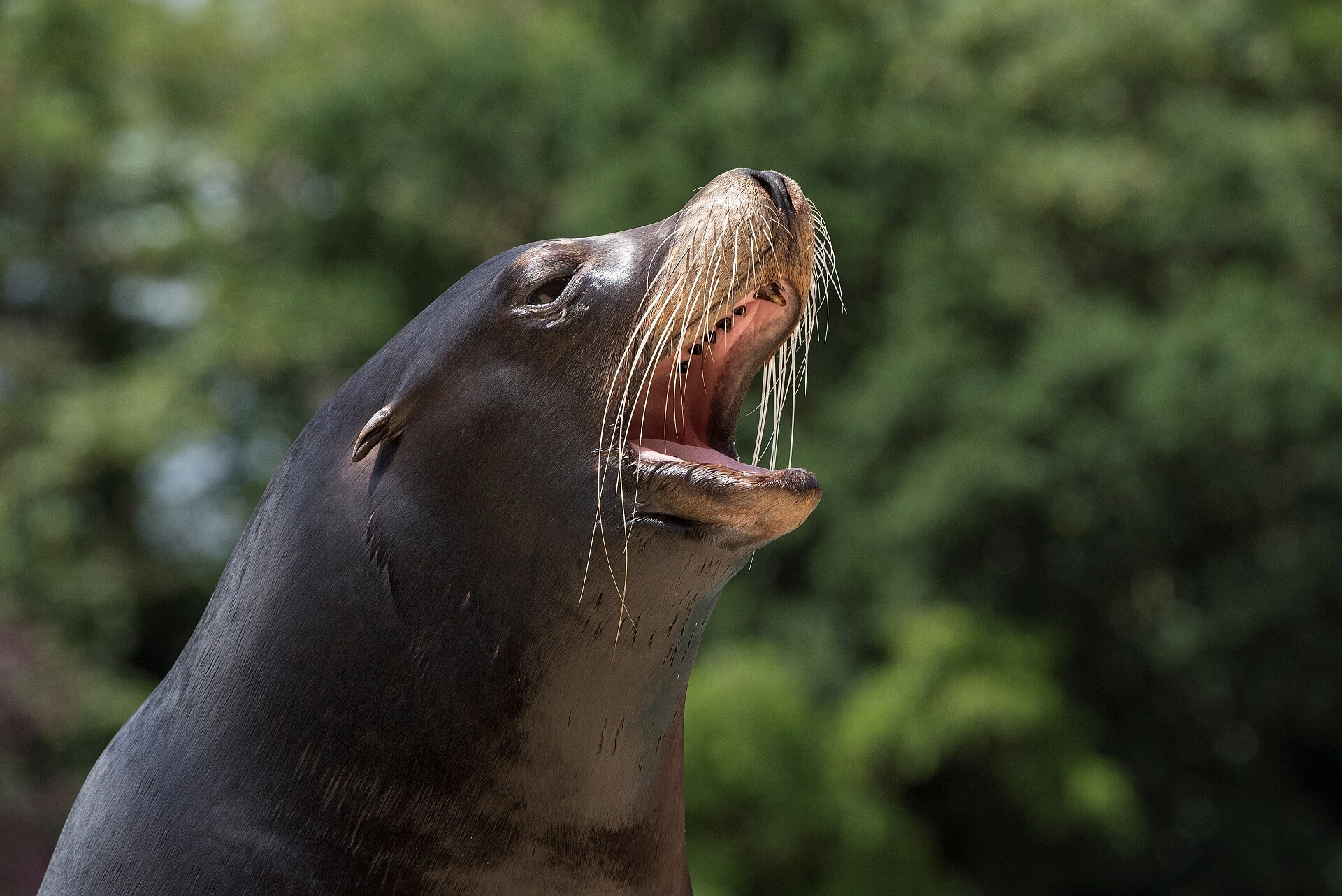 Sea Lion Theatre