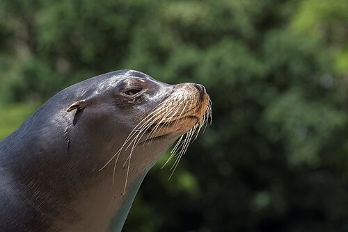 Sea Lion Theatre