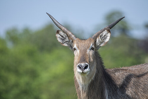 Ellipsen Waterbuck