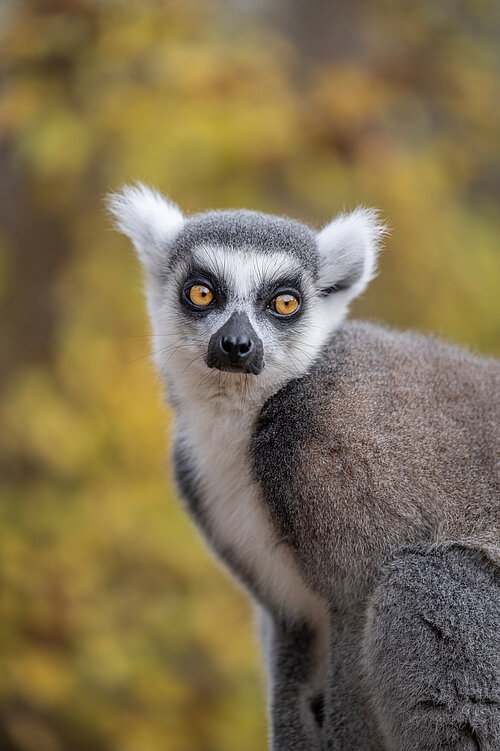 Ring-Tailed Lemurs