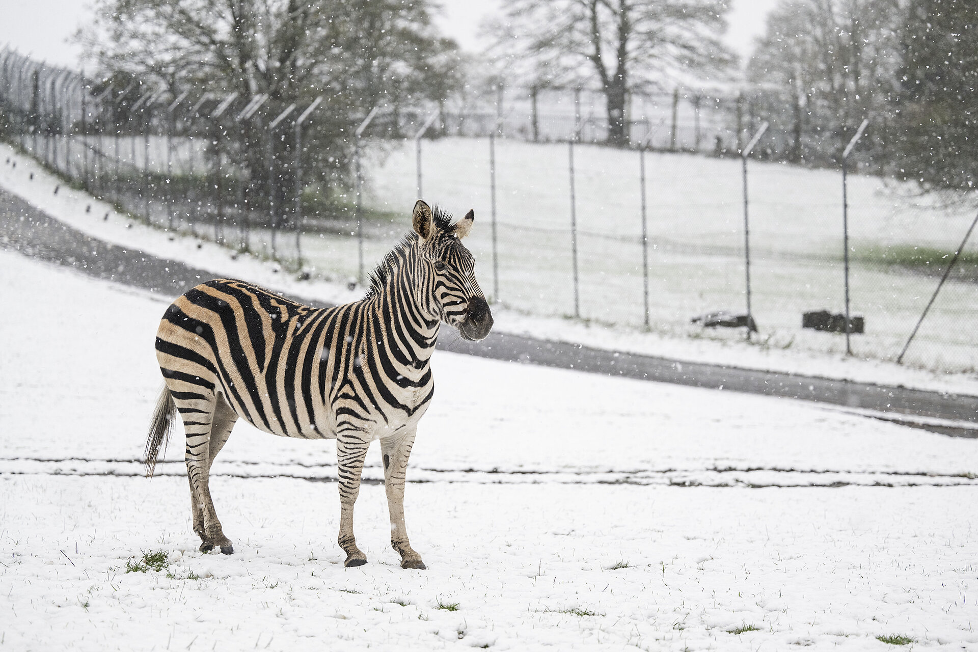Plains Zebra