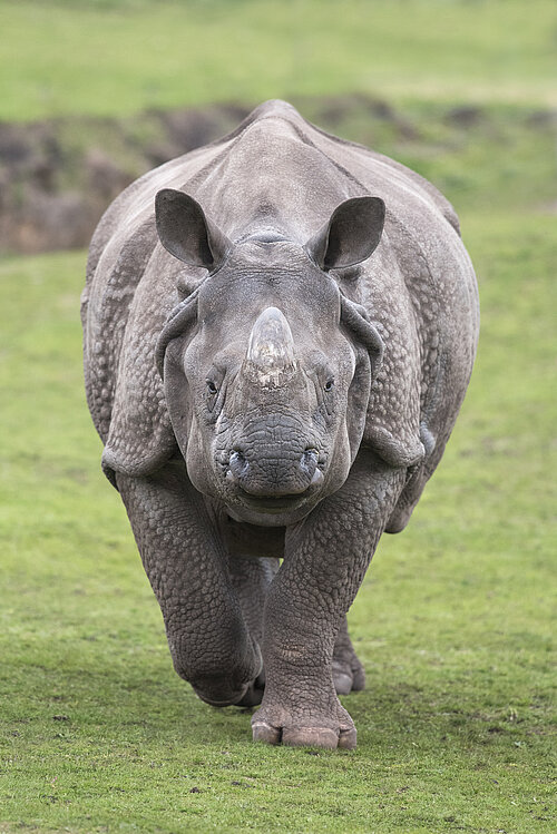 Indian Rhino