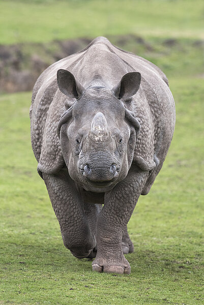 Indian Rhino
