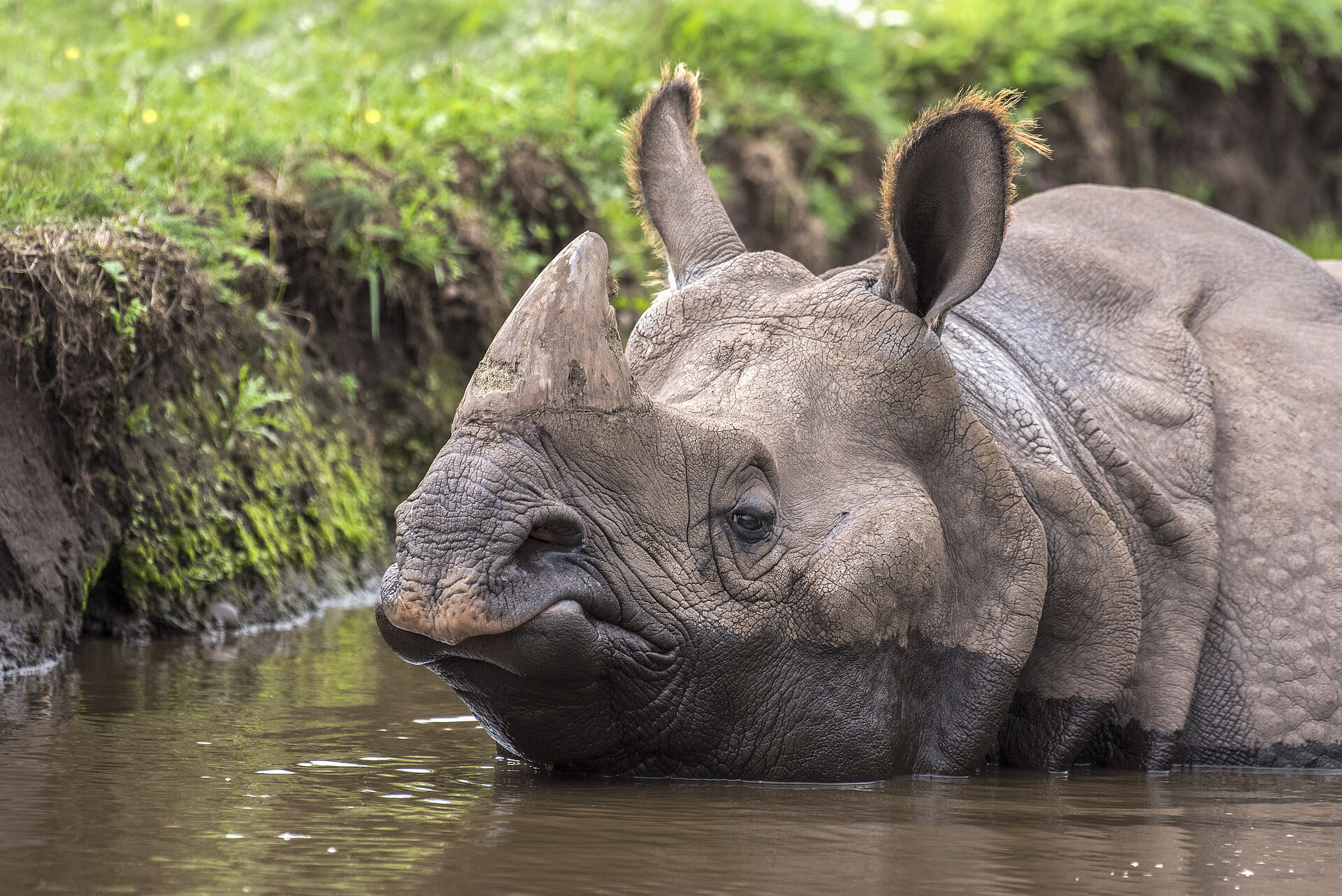 Indian Rhino