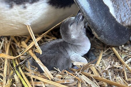 Flipping Adorable! Two Noisy Penguin Chicks Hatch
