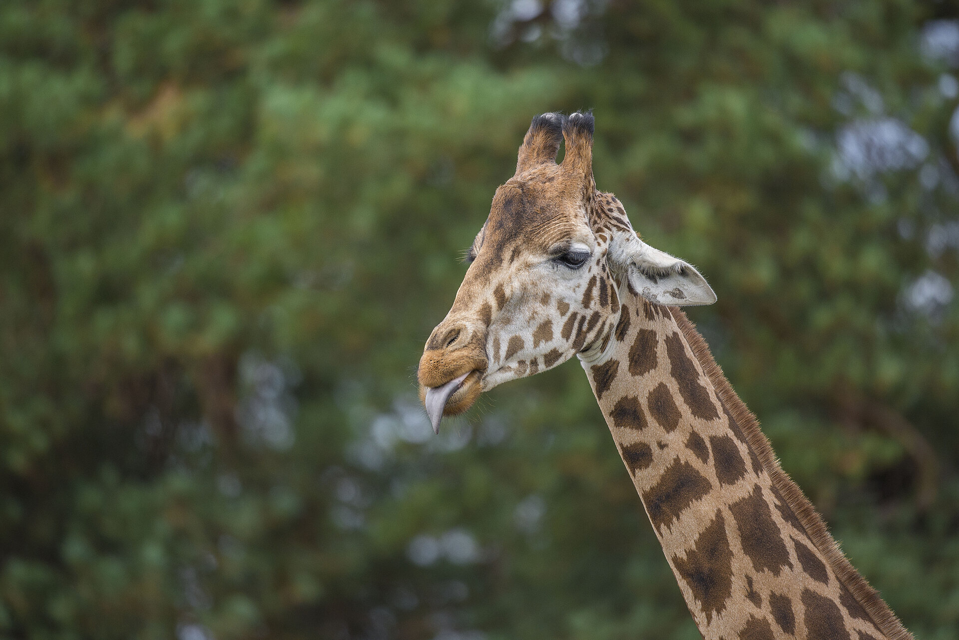 Northern Giraffe
