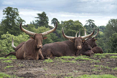 Ankole Cow