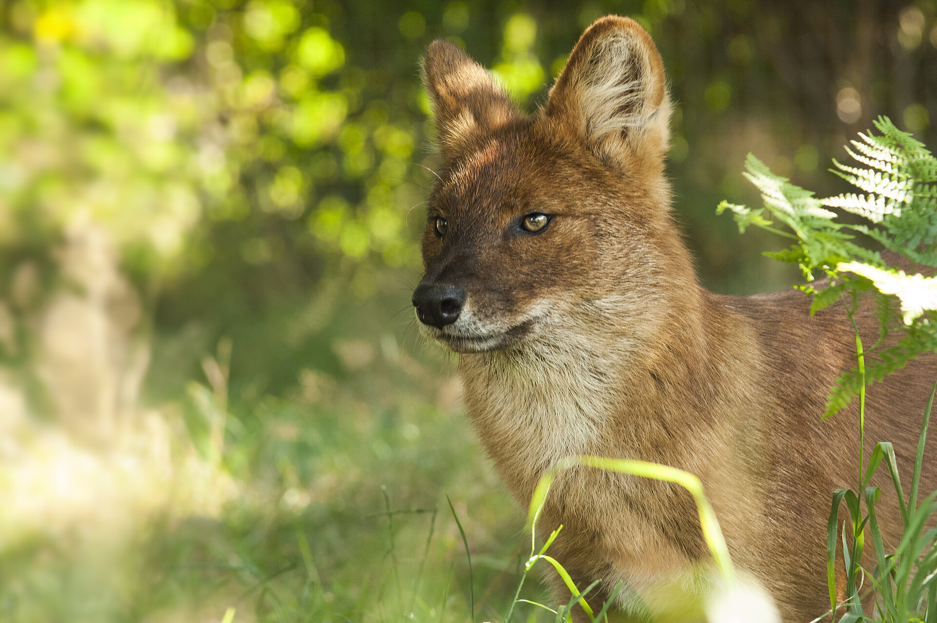 Dhole
