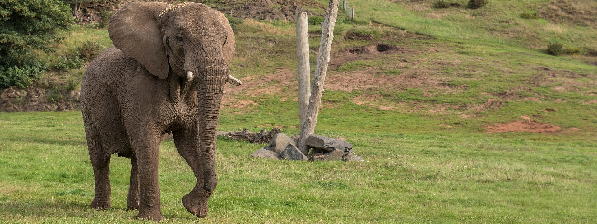 African Elephants