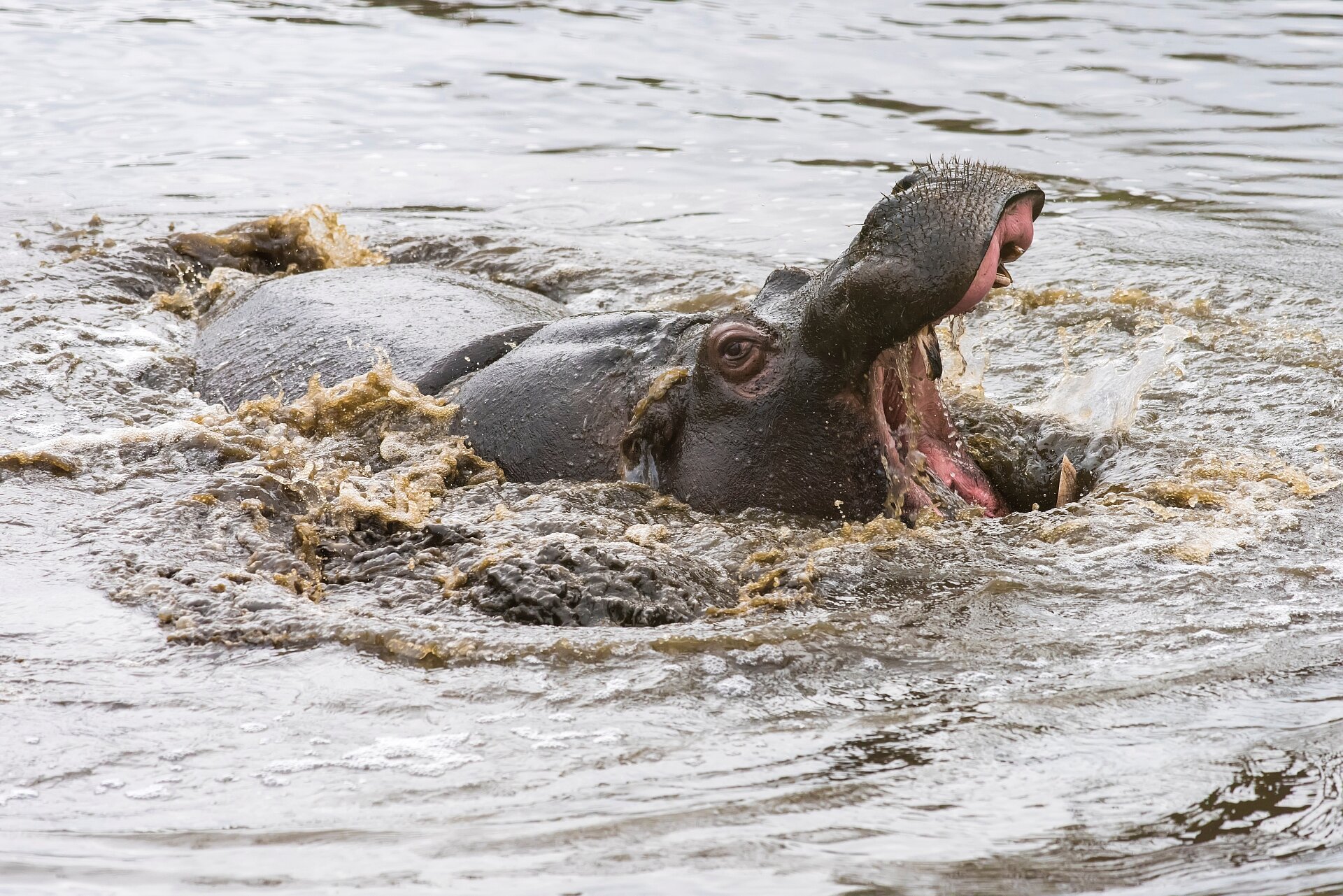 Hippo Lakes