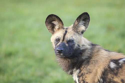 African Wild Dog