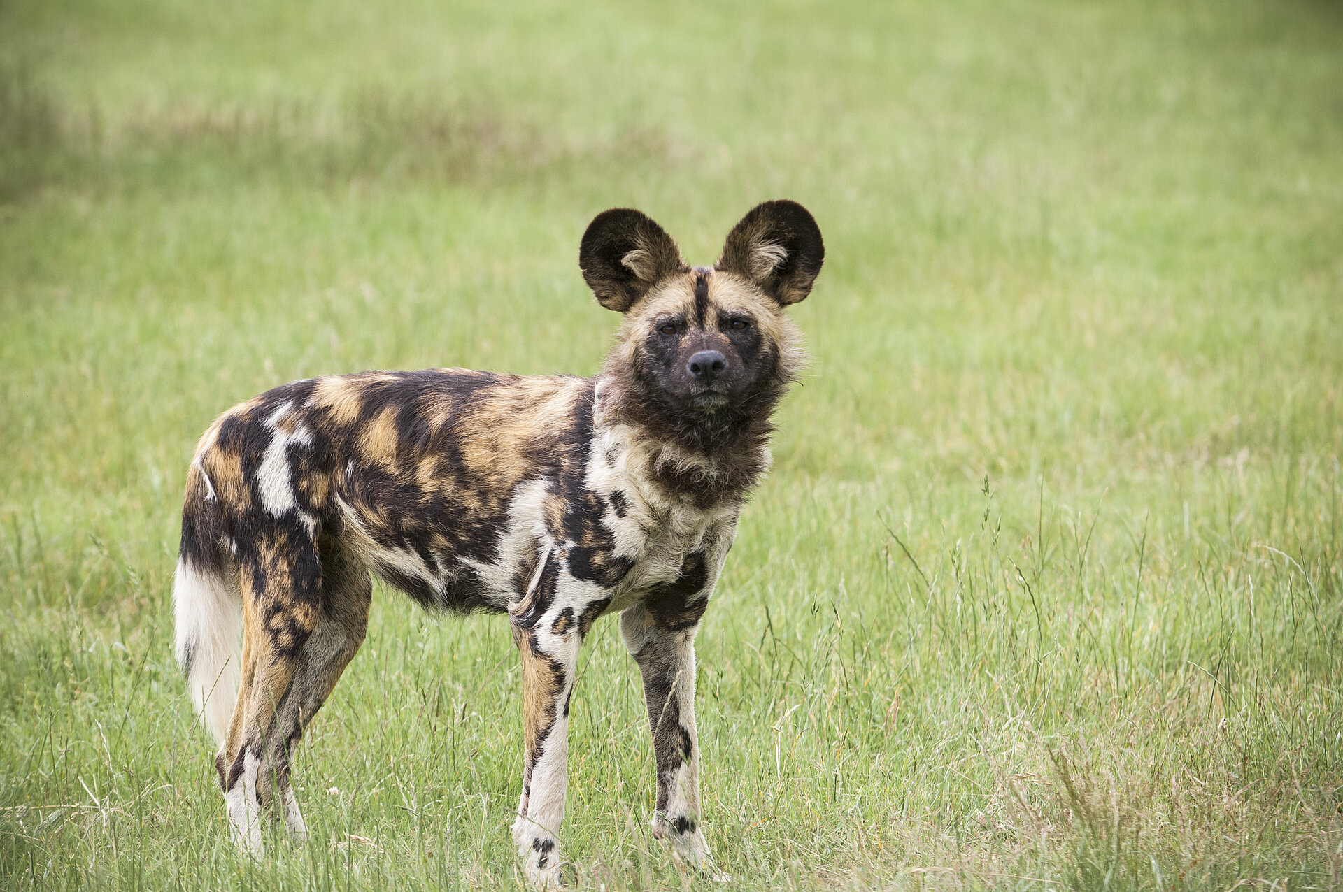 African Wild Dog