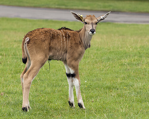 Common Eland
