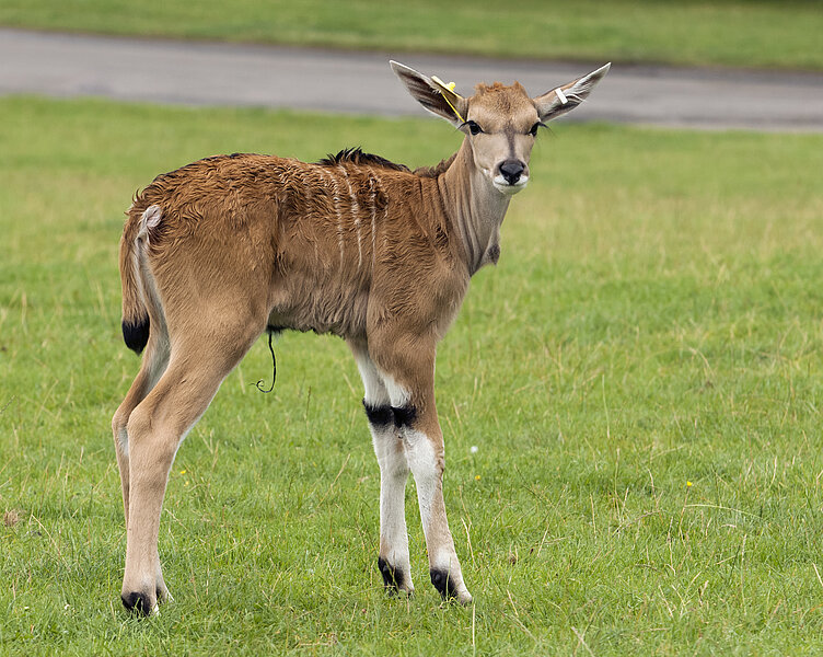 Common Eland