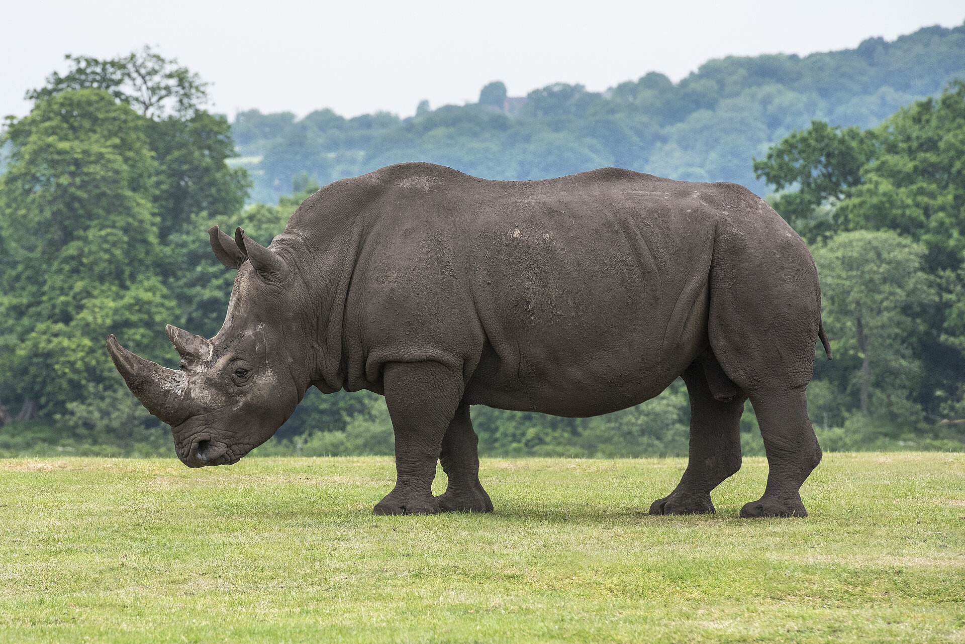 Southern White Rhino