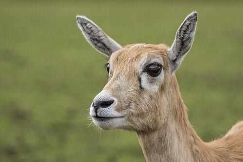 Blackbuck