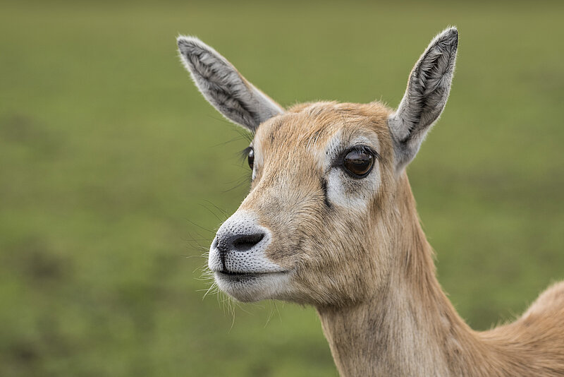 Blackbuck