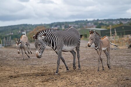Duo of Rare Zebra Foals Born
