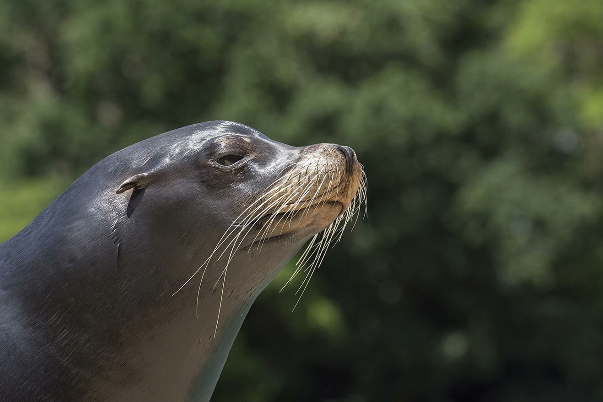 Star of the Sea Lion Show