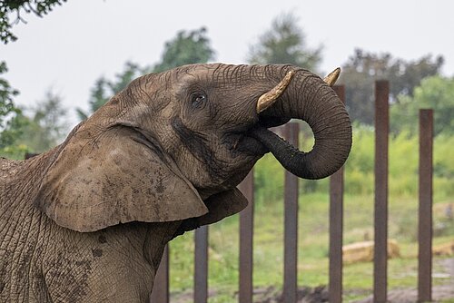 African Elephants