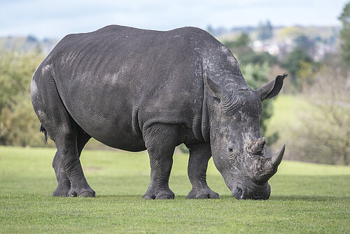 Southern White Rhino