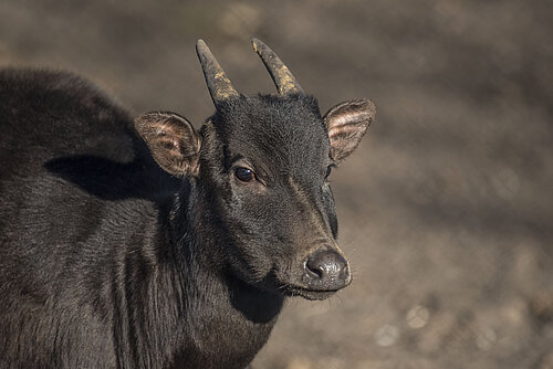 Lowland Anoa