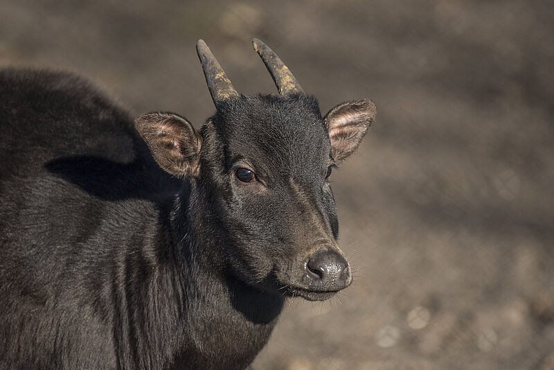 Lowland Anoa