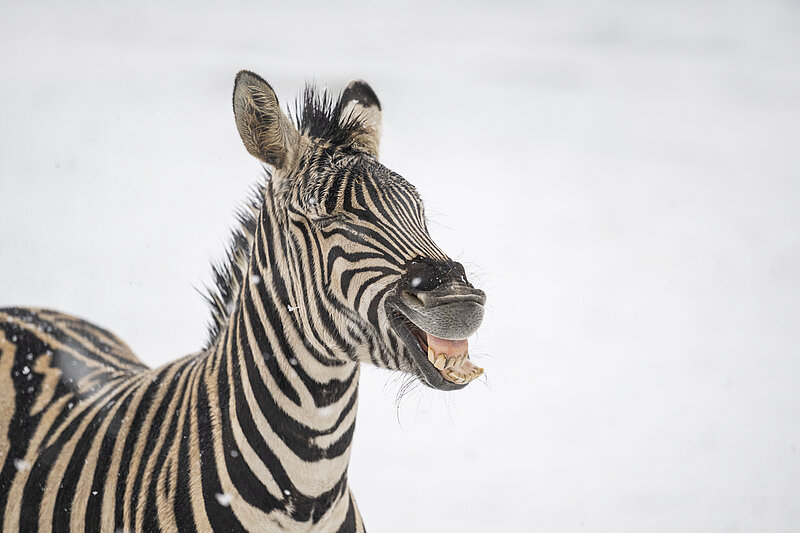 Plains Zebra