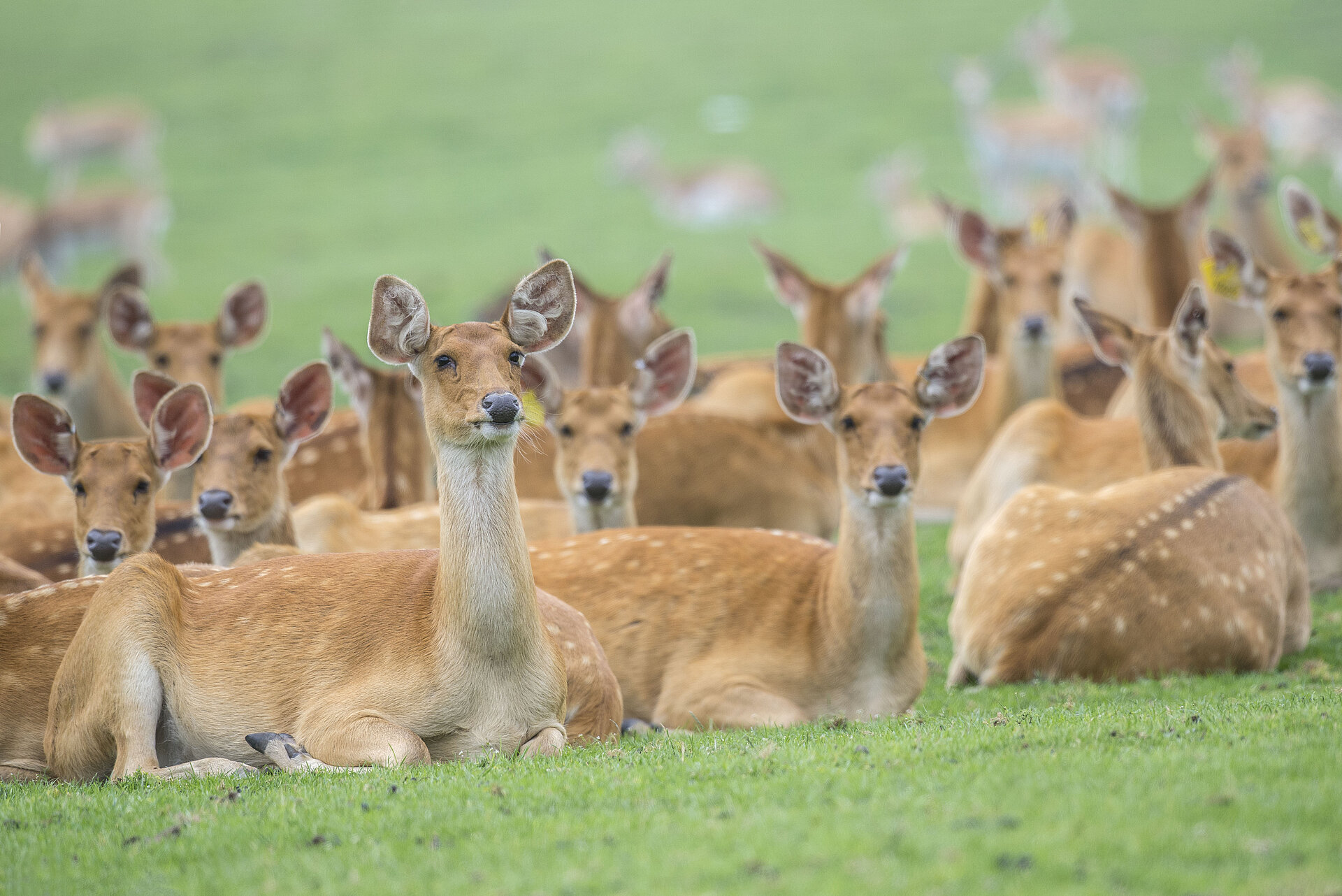 Barasingha