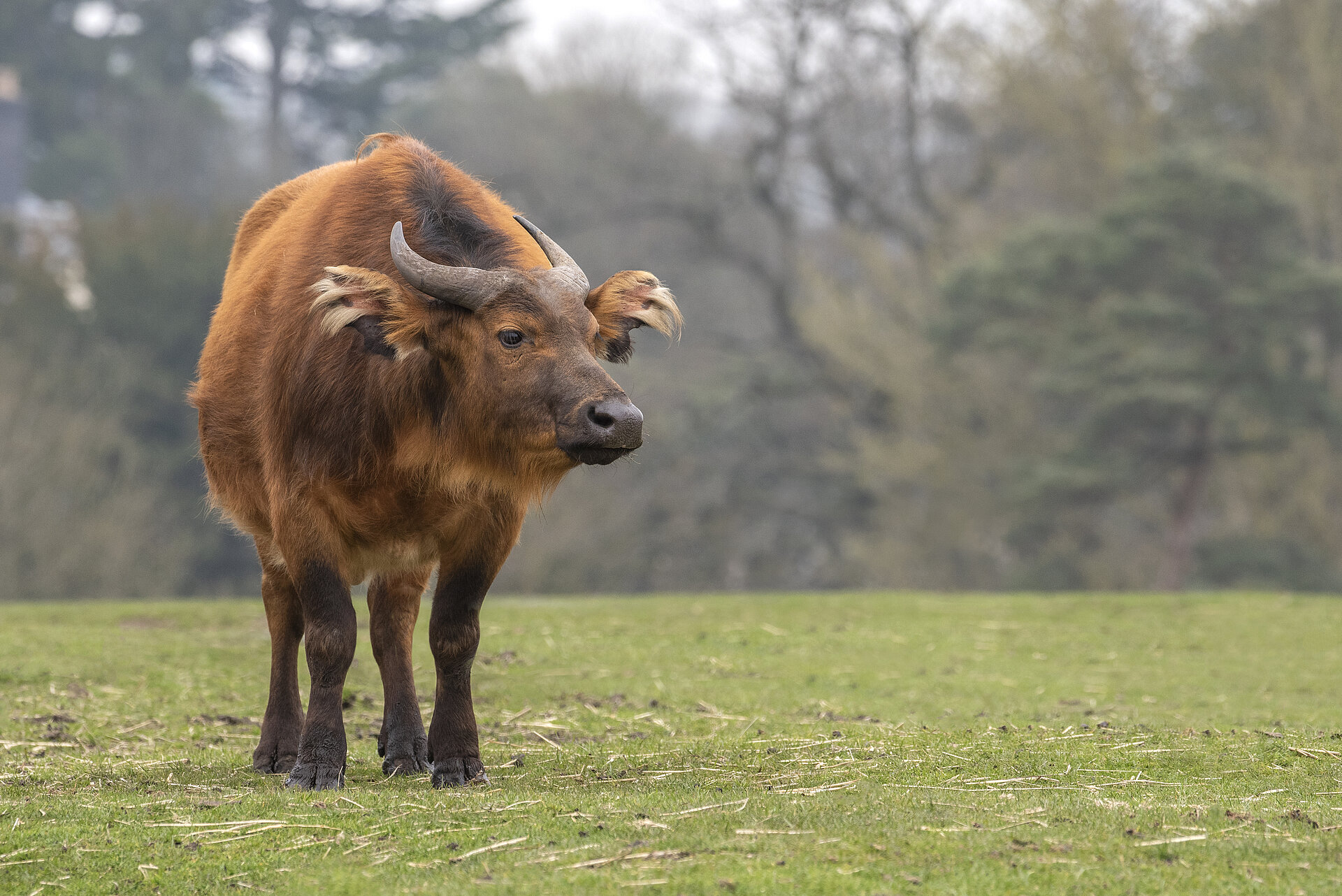 Congo Buffalo