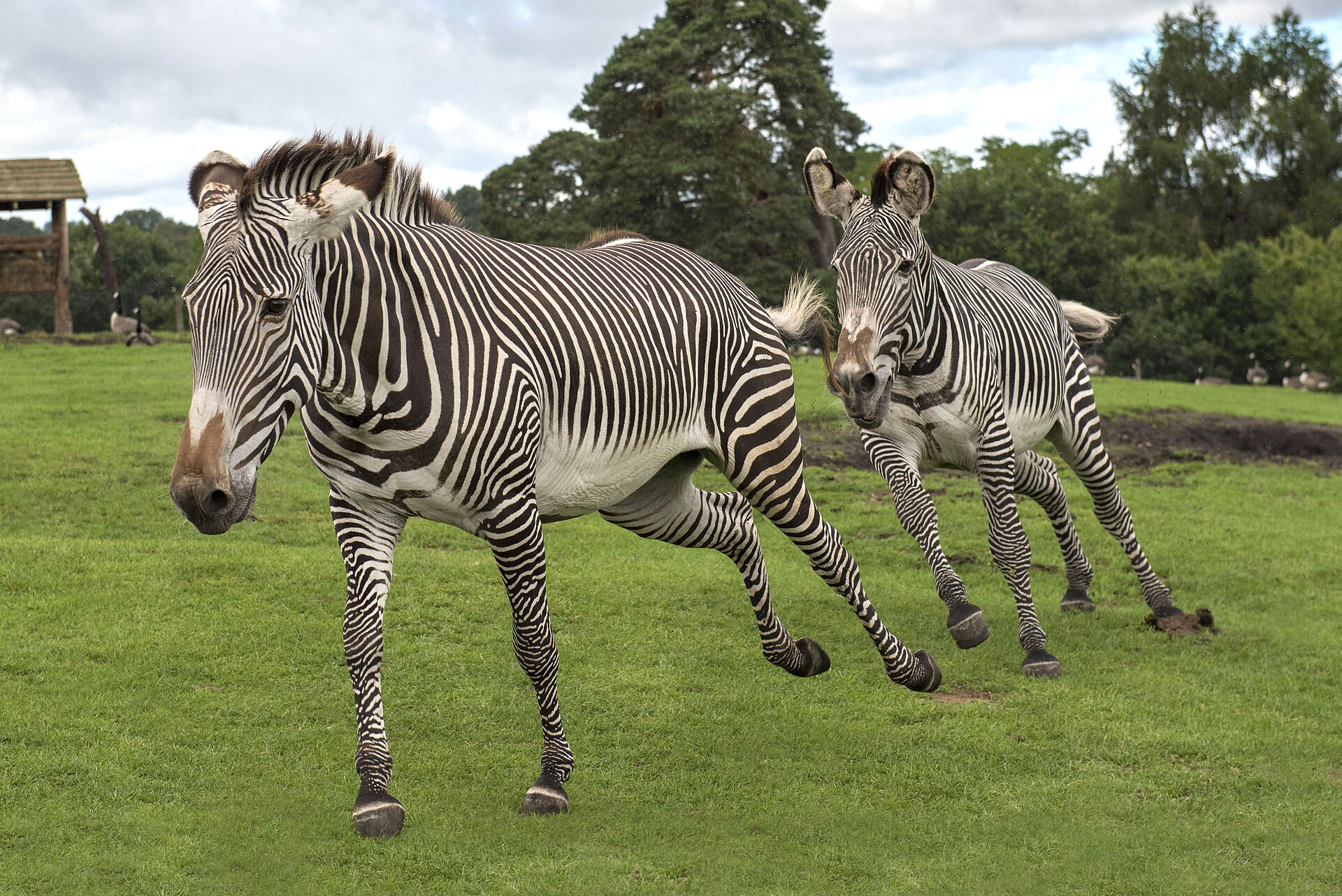 Grevy's Zebra