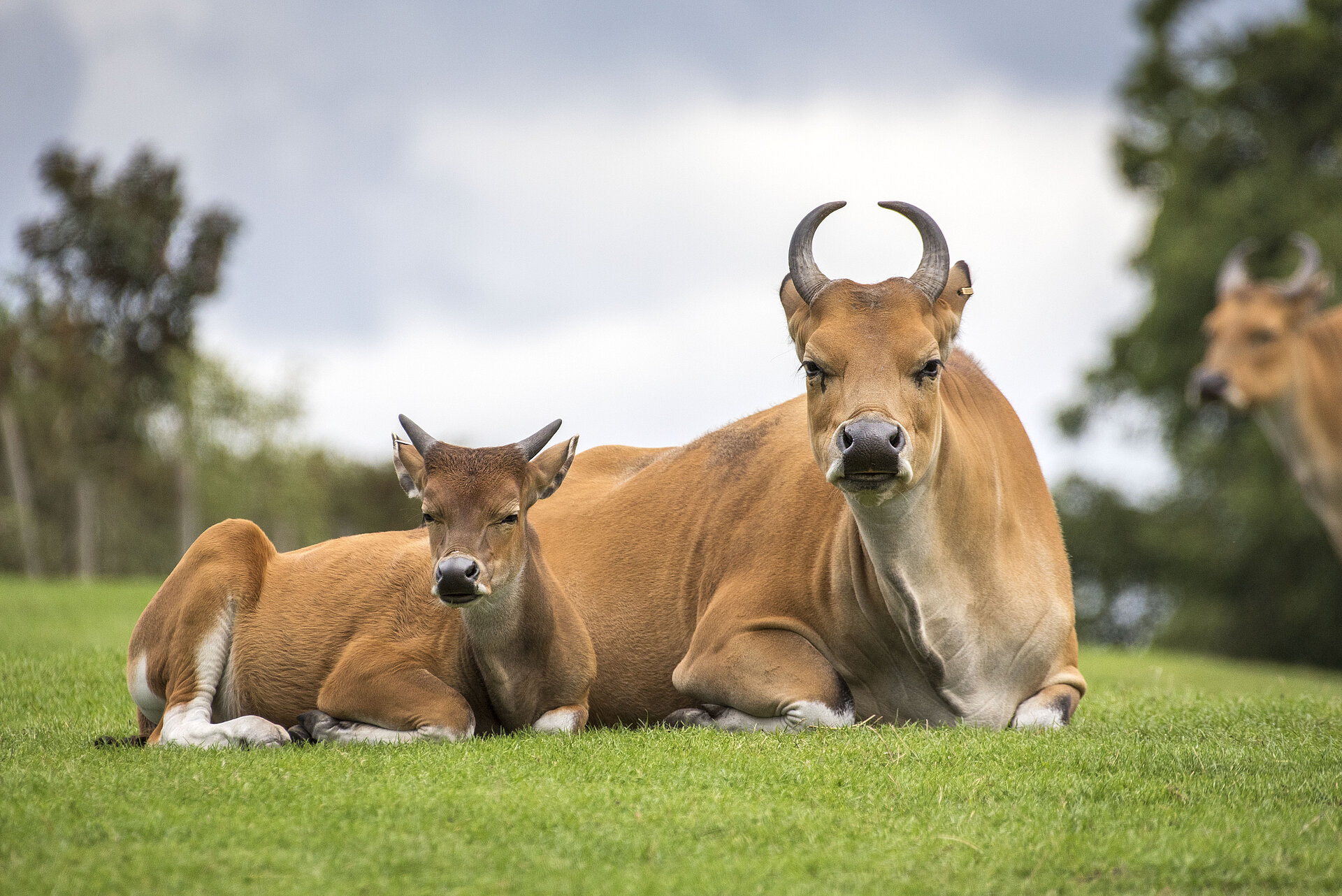 Banteng