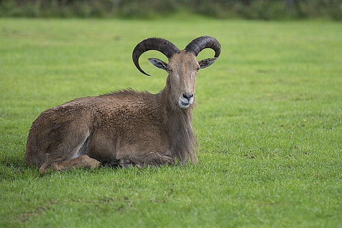 Barbary Sheep