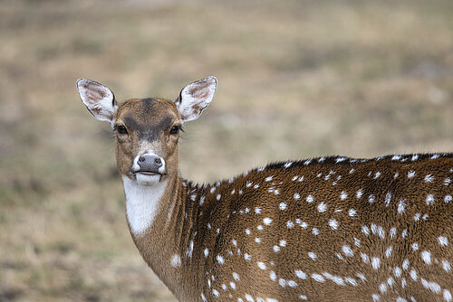 Axis Deer