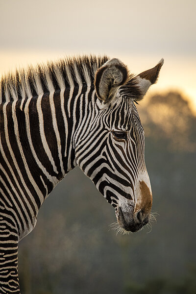 Grevy's Zebra