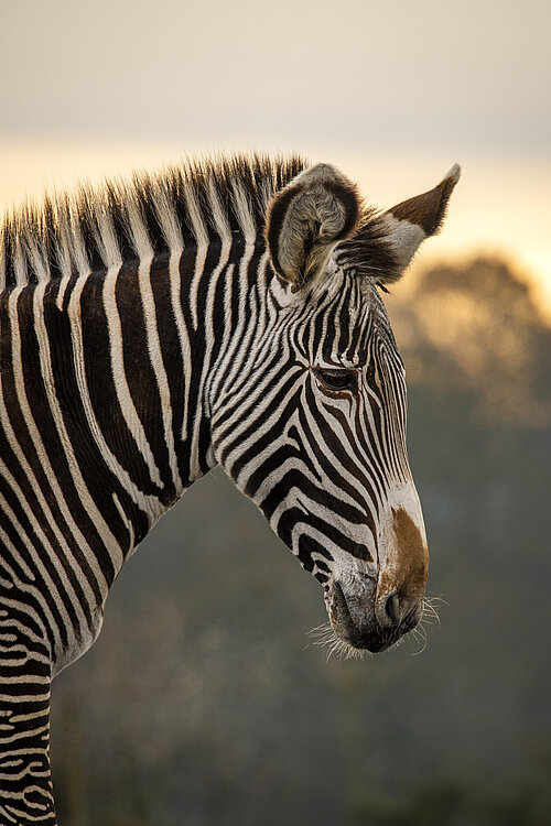 Grevy's Zebra