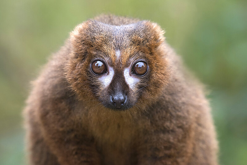 Red-Bellied Lemurs