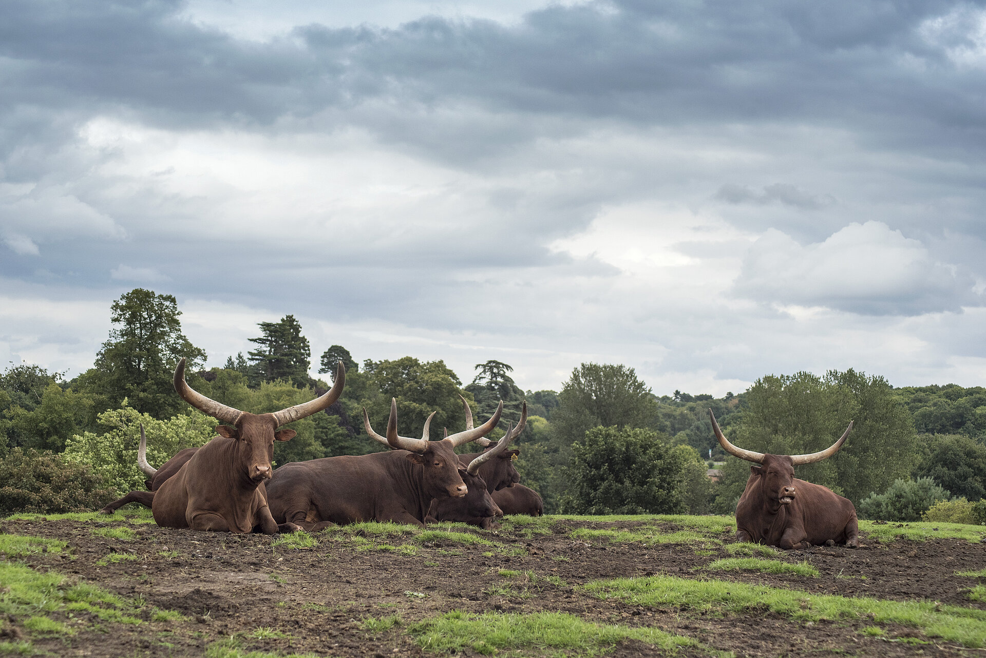 Ankole Cow