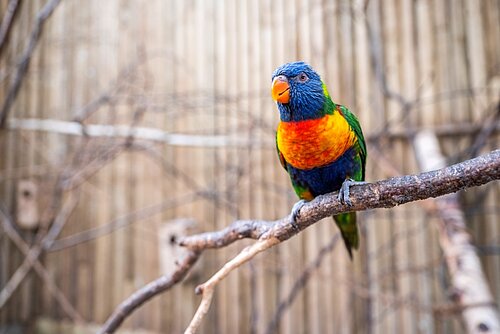 Lorikeet Landing - Currently closed